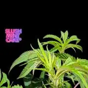 Slush Mint Cake - DP - Bio Tabs NL Grow