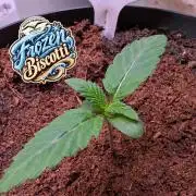 Frozen Biscotti - Dutch Passion - BTNL