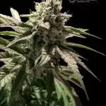 Pink Sunset #2 - Silent Seeds - Organic