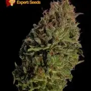 GG#4 Regular - Expert Seeds