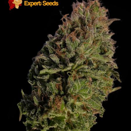 GG#4 Regular - Expert Seeds