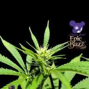 Epic Buzz - Anesia - Weedefix - VS.
