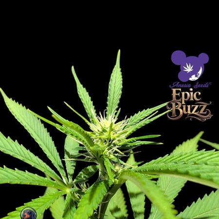 Epic Buzz - Anesia - Weedefix - VS.