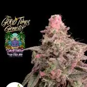 Sunset Monkey - Good Times Genetix - BTN
