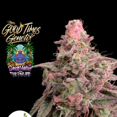 Sunset Monkey - Good Times Genetix - BTN