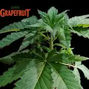 DMO Grapefruit #1 - Good Times Genetics