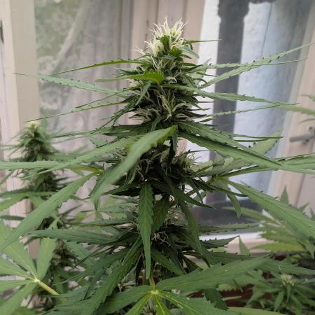 Pandora (Autoflower) - Paradise Seeds