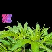 Slush Mint Cake - DP - Bio Tabs NL Grow
