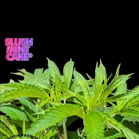 Slush Mint Cake - DP - Bio Tabs NL Grow