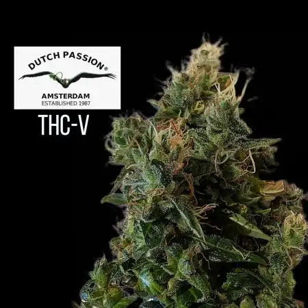 THC - Victory #2 - Sponsored by Biotabs
