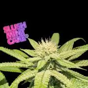 Slush Mint Cake - DP - Bio Tabs NL Grow