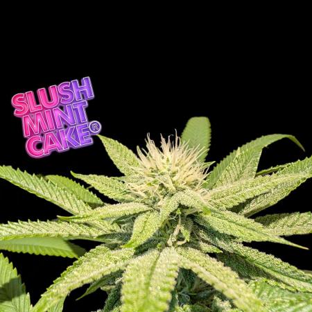 Slush Mint Cake - DP - Bio Tabs NL Grow