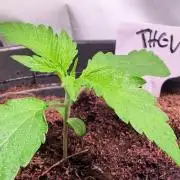 THC - Victory #2 - Sponsored by Biotabs