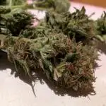 Guerilla Regular Diesel Action - Clone
