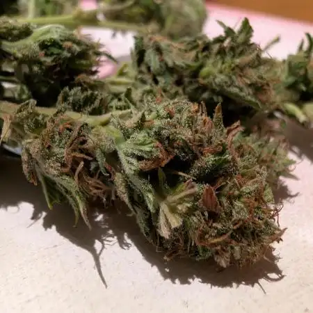 Guerilla Regular Diesel Action - Clone