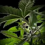 GG#4 Regular - Expert Seeds