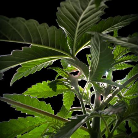 GG#4 Regular - Expert Seeds