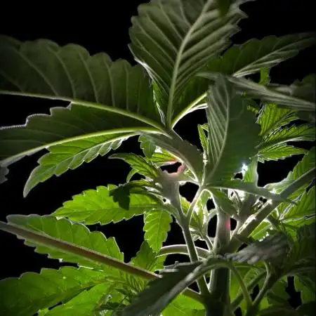 GG#4 Regular - Expert Seeds