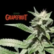 DMO Grapefruit #1 - Good Times Genetics