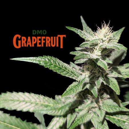 DMO Grapefruit #1 - Good Times Genetics