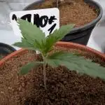 DMO Grapefruit #1 - Good Times Genetics