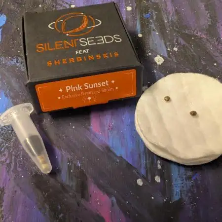 Pink Sunset #2 - Silent Seeds - Organic