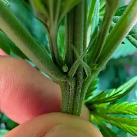 THC-Victory - Dutch Passion - Organic