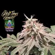 Sunset Monkey-Good Times Genetix-Wdfx
