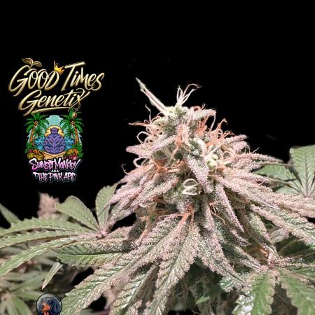 Sunset Monkey-Good Times Genetix-Wdfx