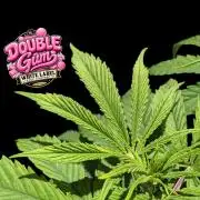 Double Gum - White Label - BTNL