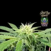 Sunset Monkey - Good Times Genetix - BTN