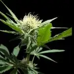 Pink Sunset #2 - Silent Seeds - Organic