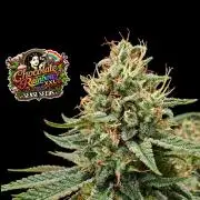 Chocolate Rainbow XXL -Sensi Seeds-BTNL