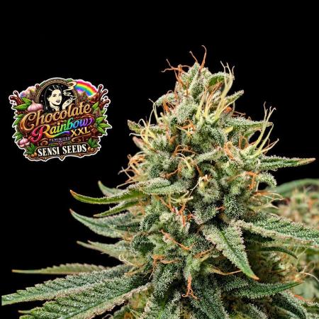 Chocolate Rainbow XXL -Sensi Seeds-BTNL