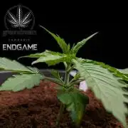 Tetraploid Grow - Endgame - Greendream