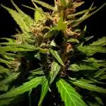 Pandora (Autoflower) - Paradise Seeds