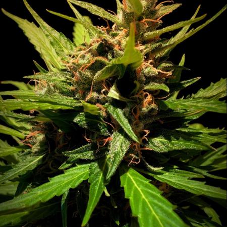 Pandora (Autoflower) - Paradise Seeds