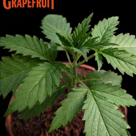 DMO Grapefruit #2 - Good Times Genetics