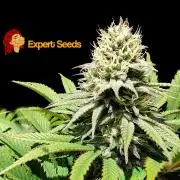 GG#4 Regular - Expert Seeds
