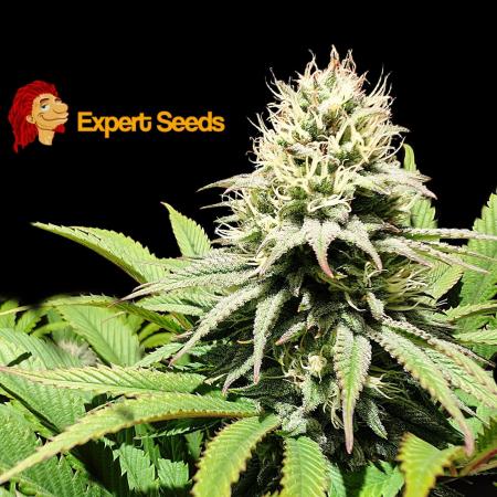 GG#4 Regular - Expert Seeds