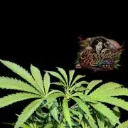 Chocolate Rainbow XXL -Sensi Seeds-BTNL