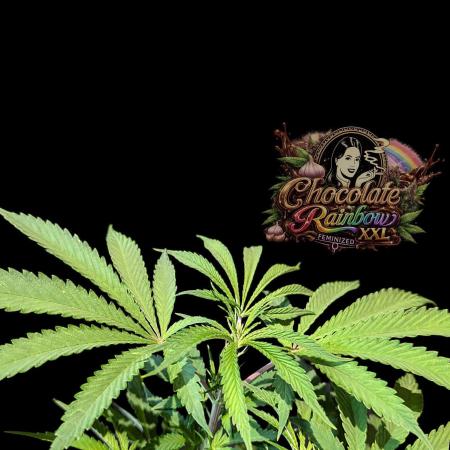 Chocolate Rainbow XXL -Sensi Seeds-BTNL