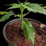 DMO Grapefruit #1 - Good Times Genetics