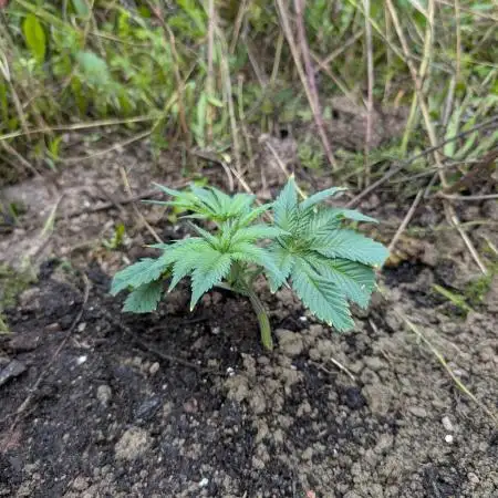 Blue Cream Haze Regular Clone - Guerilla