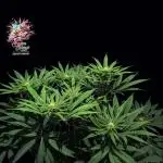 Ice Cream Haze - Dutch Passion Contest