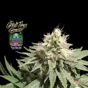 Sunset Monkey - Good Times Genetix - BTN