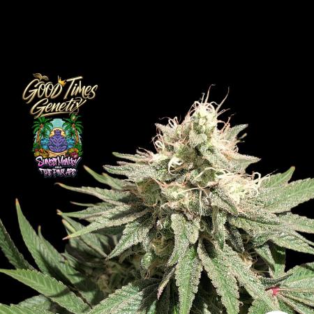 Sunset Monkey - Good Times Genetix - BTN