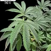 THC - Victory #2 - Sponsored by Biotabs