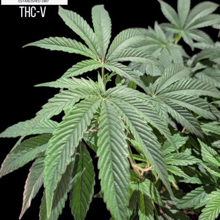 THC - Victory #2 - Sponsored by Biotabs