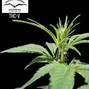 THC - Victory #2 - Sponsored by Biotabs